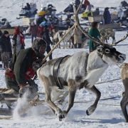 День Оленевода